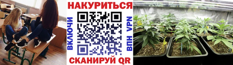 Купить закладки  Асино  Каннабис семена 